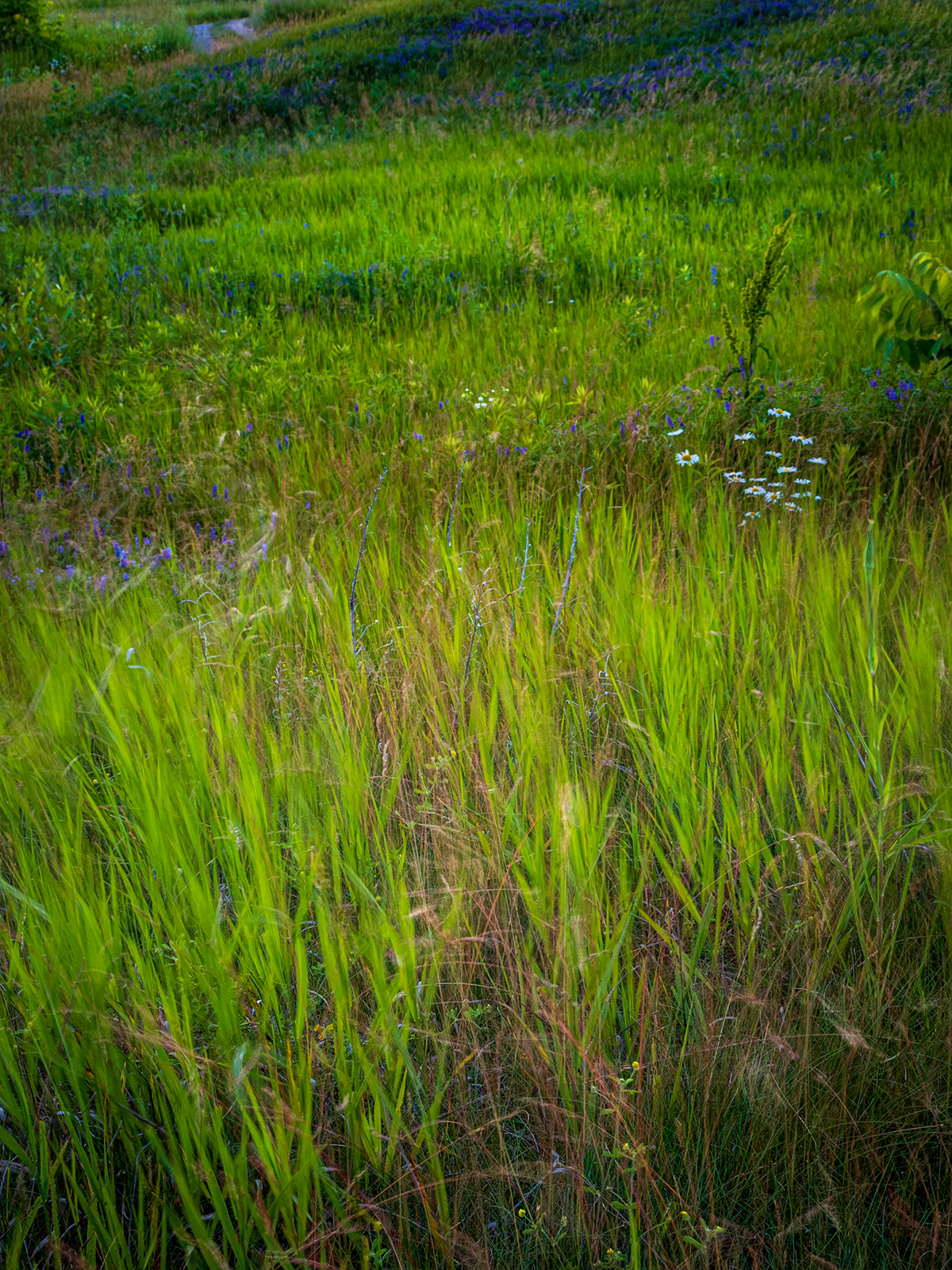 DUSK field fine art Landscape meadow texture