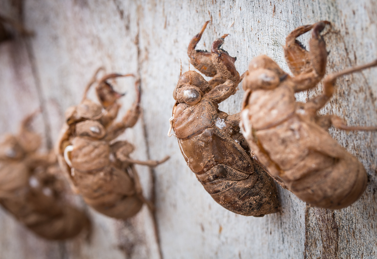 Australia cicada exoskeleton Gum tree Insects macro molting Nature