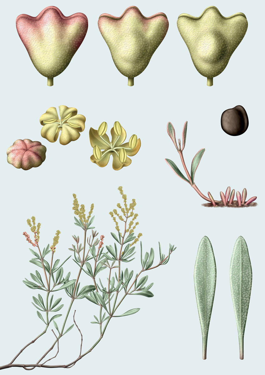 botanic illustration scientific