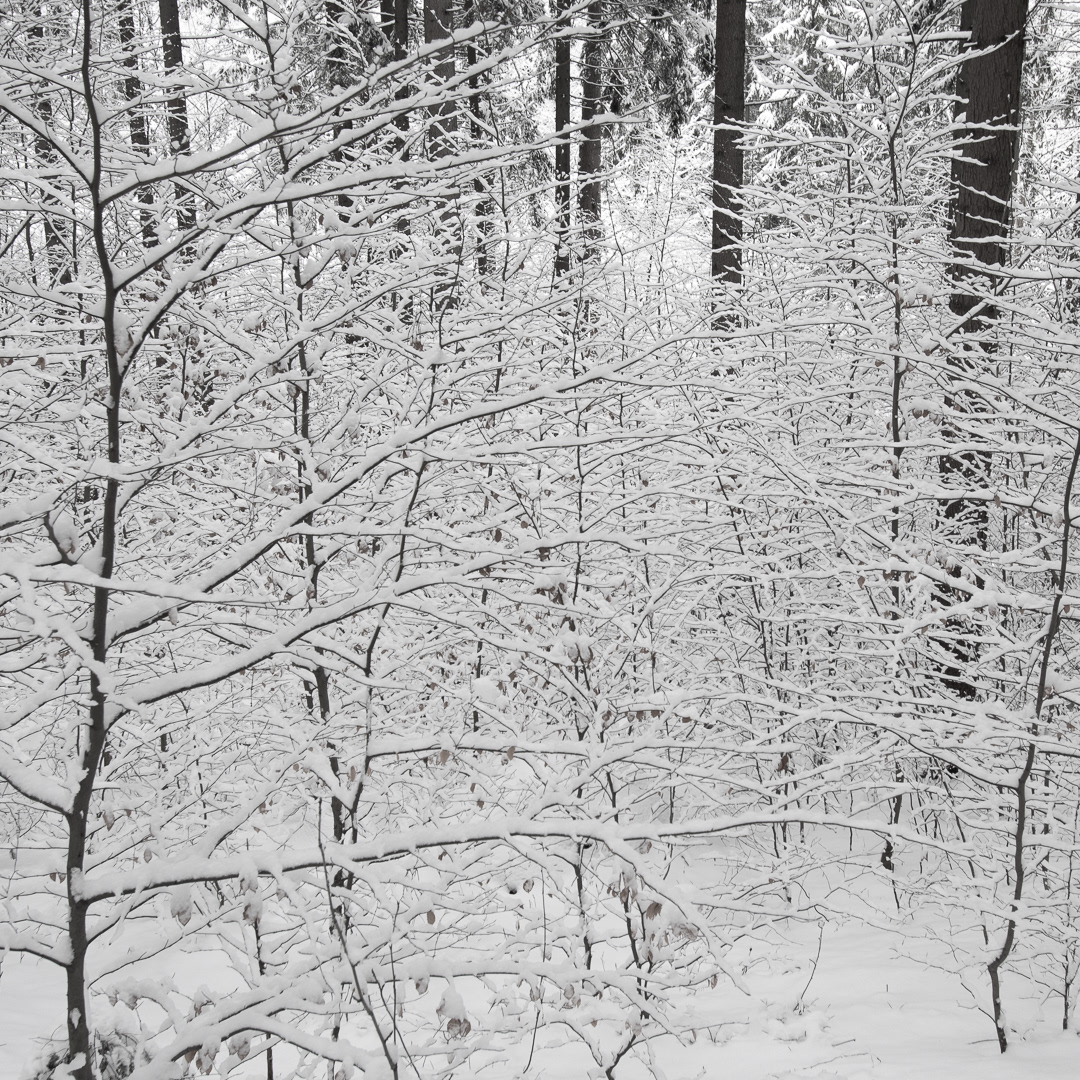 black and white cz Landscape winter