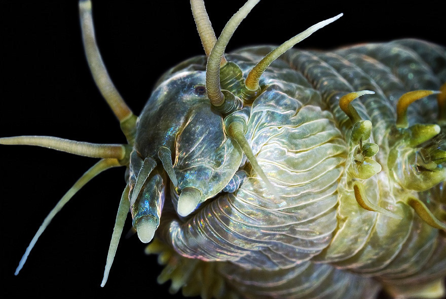 underwater macro cratures monsters animals sea Invertebrates photo