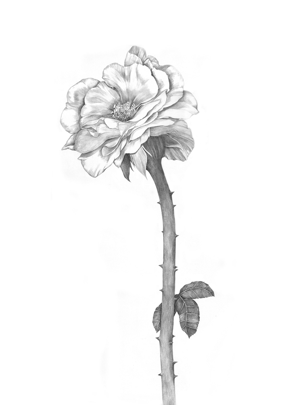 botanic drawing