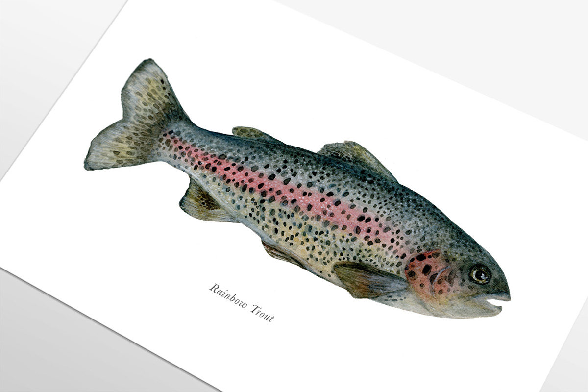 Adobe Portfolio painting   watercolor ILLUSTRATION  art Drawing  fish fishing trout rainbow trout
