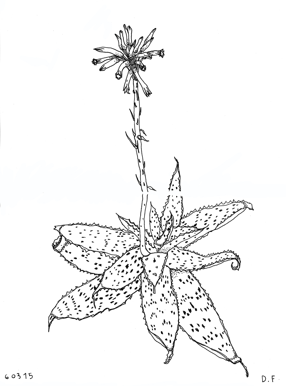 cactus cacti cactos mexico usa Cuadernodeviaje dibujos publication fanzine selfpublished risograph plants