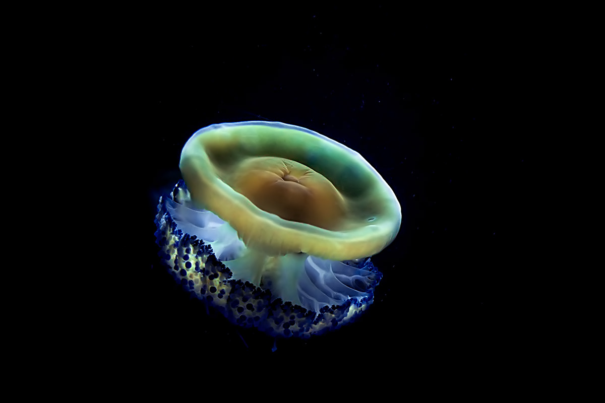sea fabianbernal Ocean oceano mar mundomarino seaworld fabianbernalstudios fish jellyfish Nature photo color digital