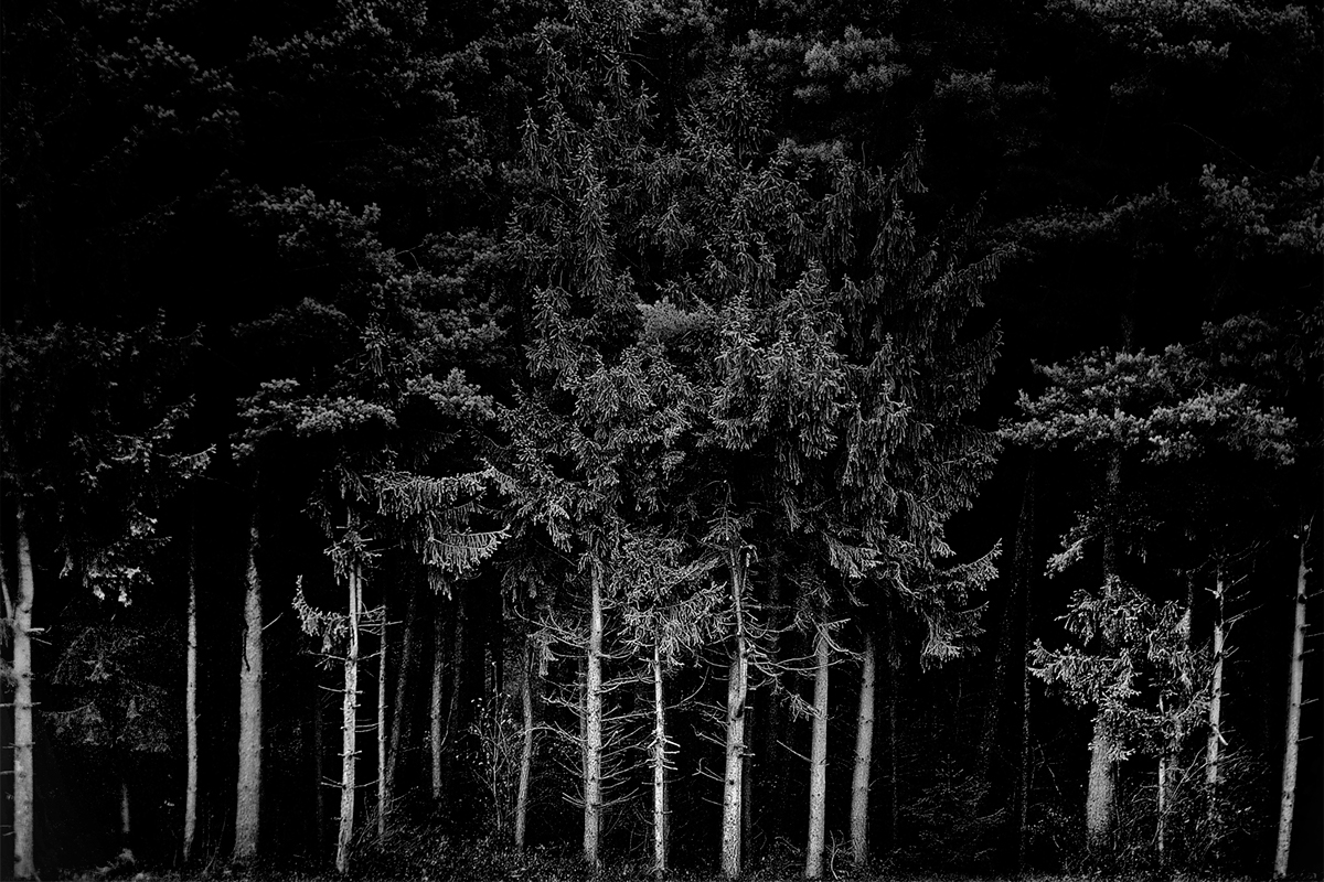 Nature  landscape  forest trees black and white bw
