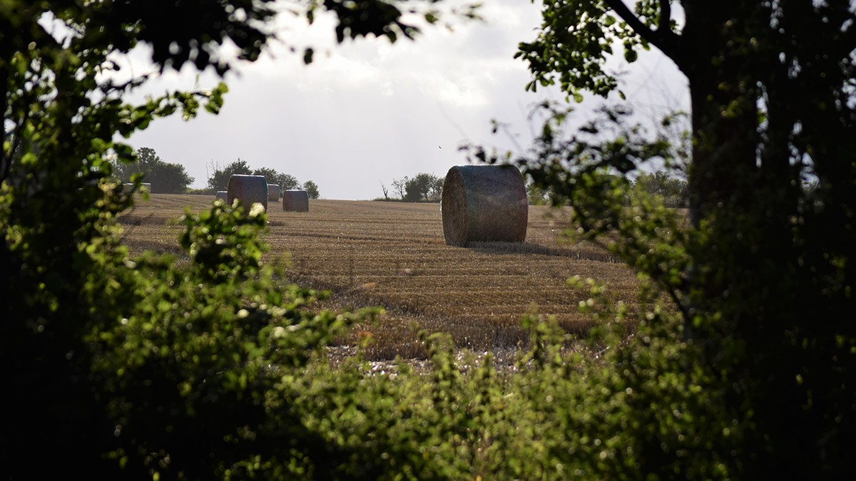 harvest crop reap windmill denmark wheat barley grain Landscape country