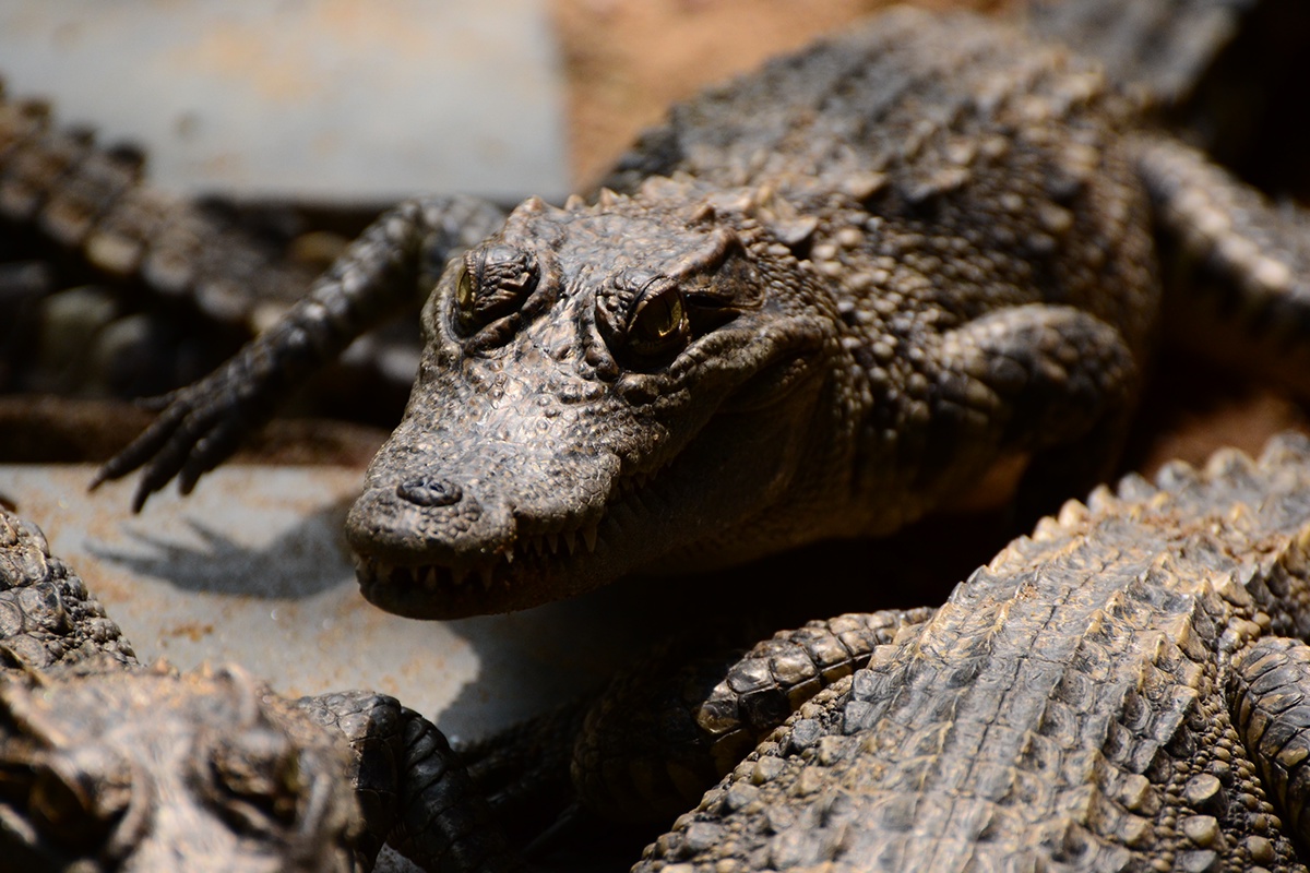 crocodiles animals animalphotography