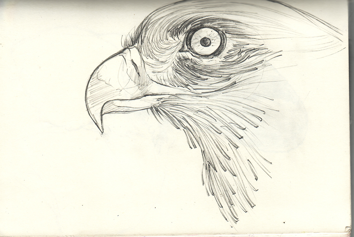 tiana robinson hawk eye animal bird beak feather stare