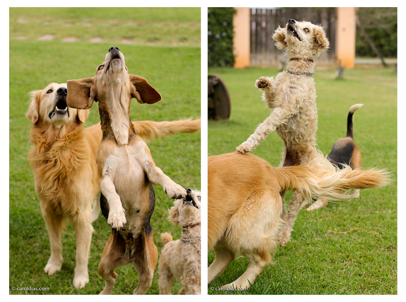 Poodle beagle golden retriever Daschund pet photography Pet dog cachorro cão vira-lata fotografia de pet animais de estimação