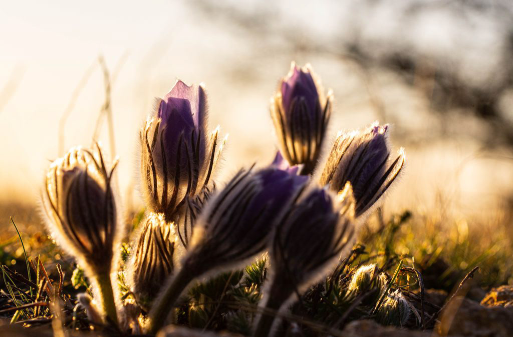 Adobe Portfolio bodomiklos colors digitalphotography Flowers Photography  spring springtime Wildflowers