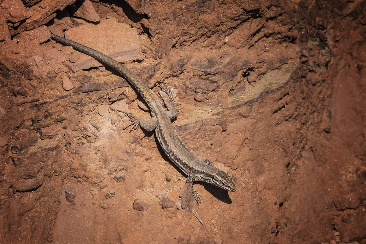 animals lizard natural Nature reptile Photography  lightroom
