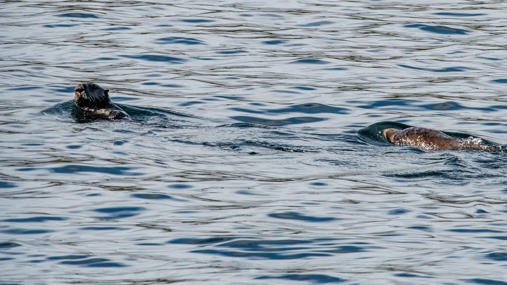 Adobe Portfolio Grizzly Bear eagle Glaucous seagull Sea Otters