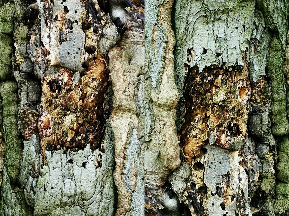 bark of tree collague pattern Nature