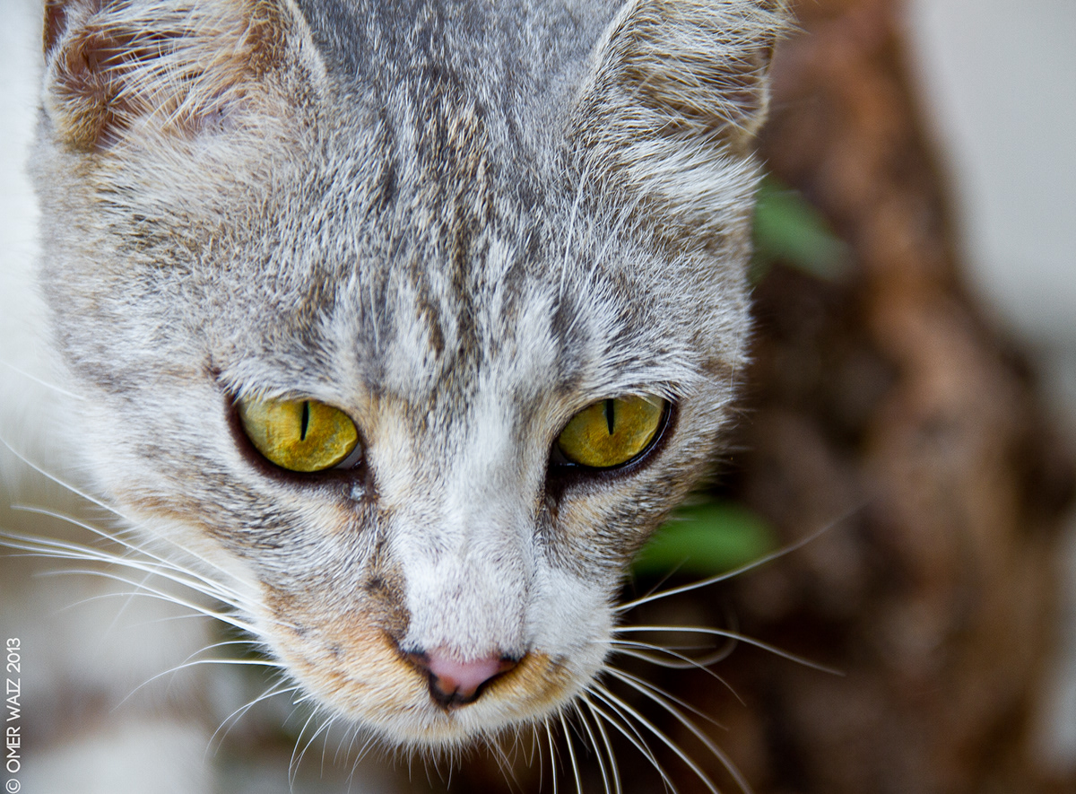 Cat feline wild yellow eyes