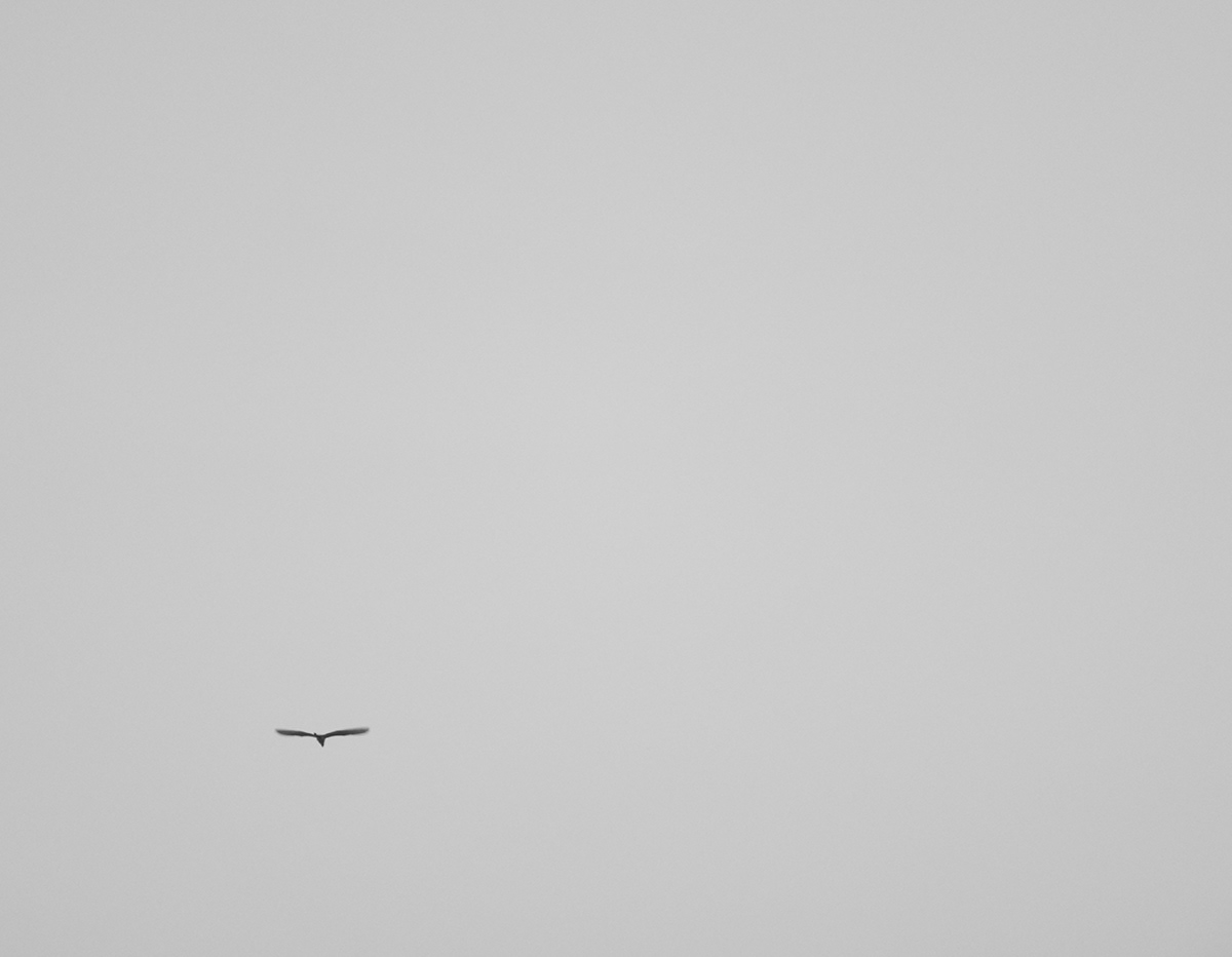 black White photograph bird Flying girl self potrait