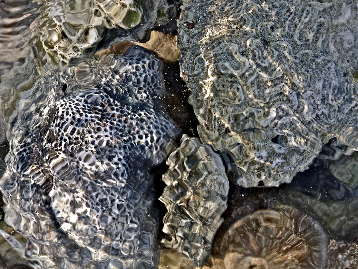 coral  shoreline sea Nature Patterns design