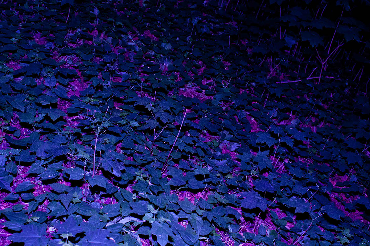 night trees Flash dark
