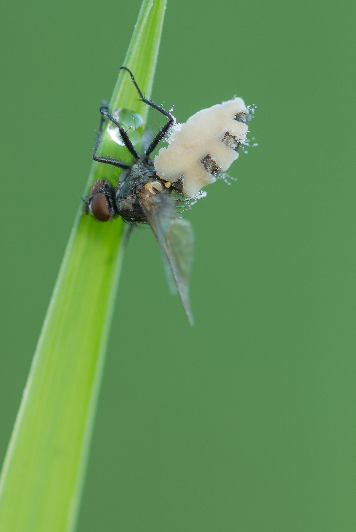 Macro Photography Insects Fly bubblebee bug soldier beetle macro