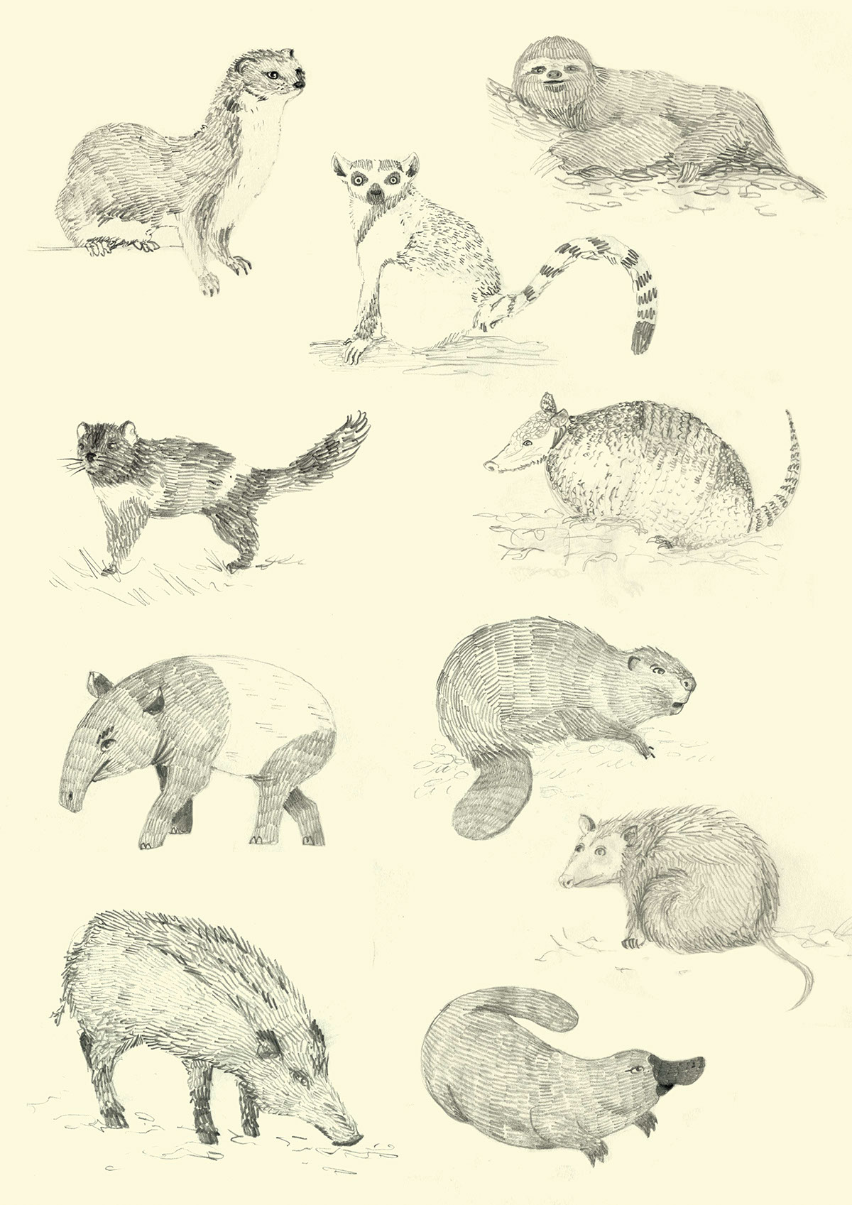 animals animali selvatici marsupial drawingillustrations