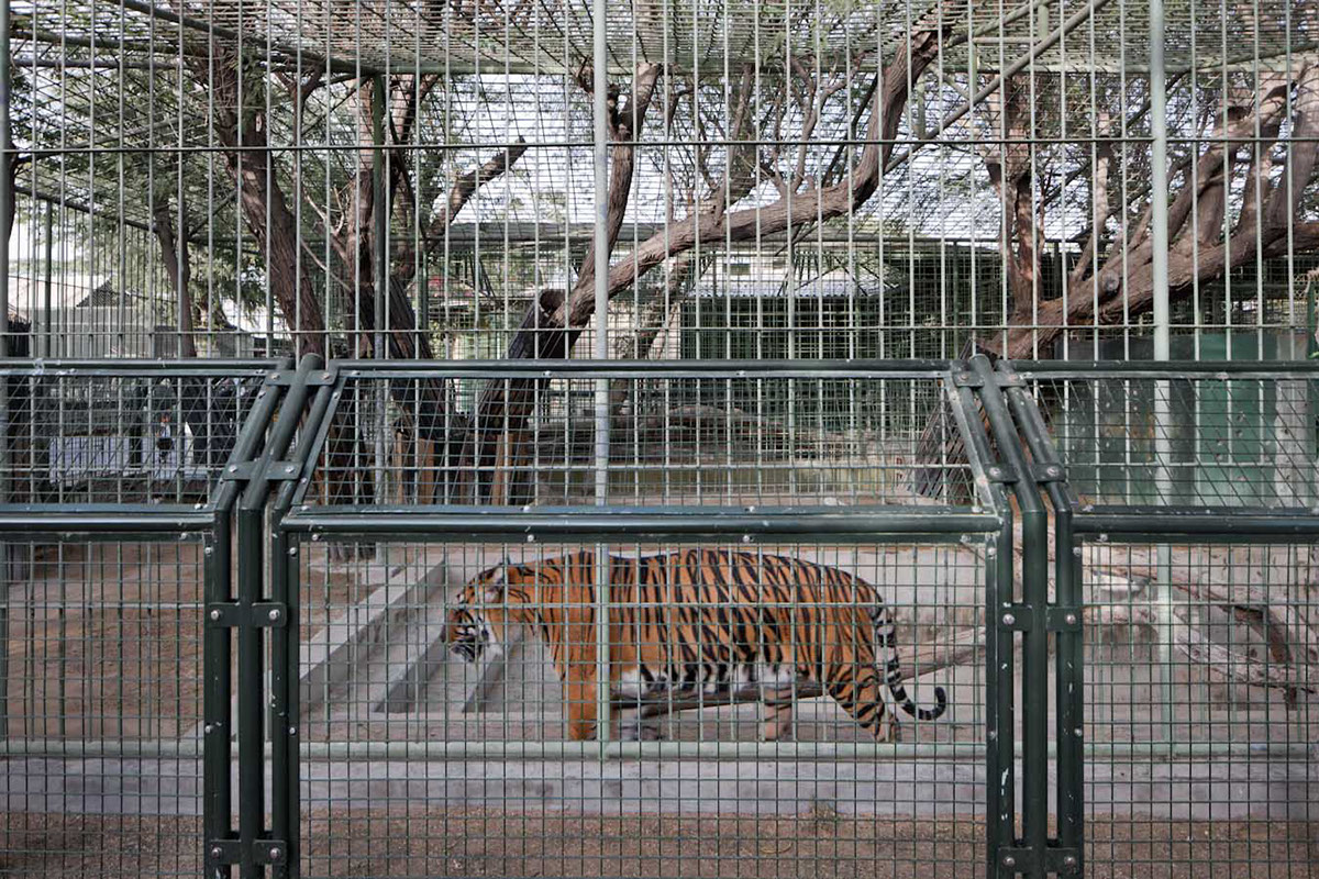 Dubai Zoo Documentary