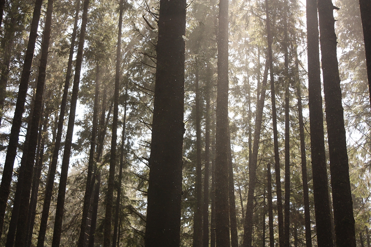 forest  Oregon  Washington  california Shades green Nature landscapes