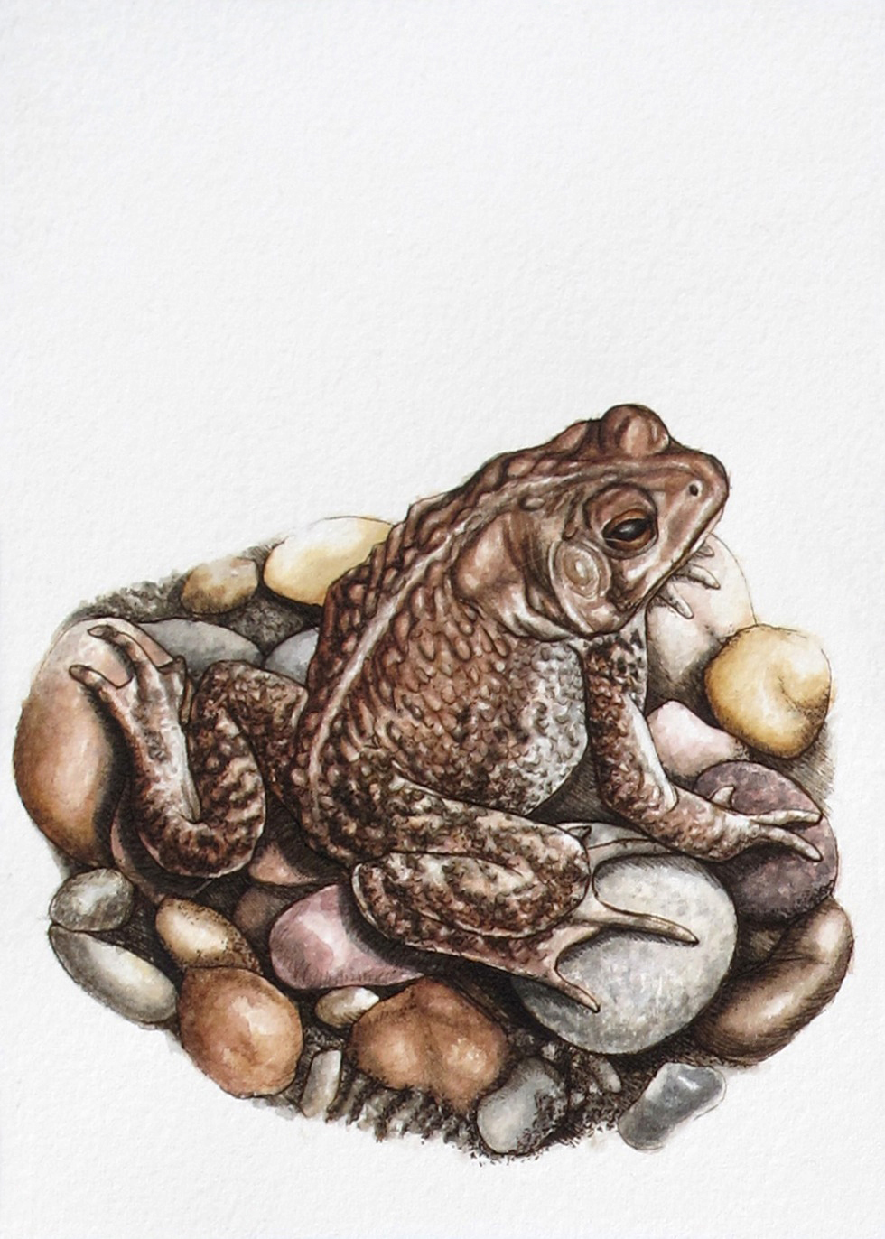 toad frog Amphibian river rock river stones  pebbles stones