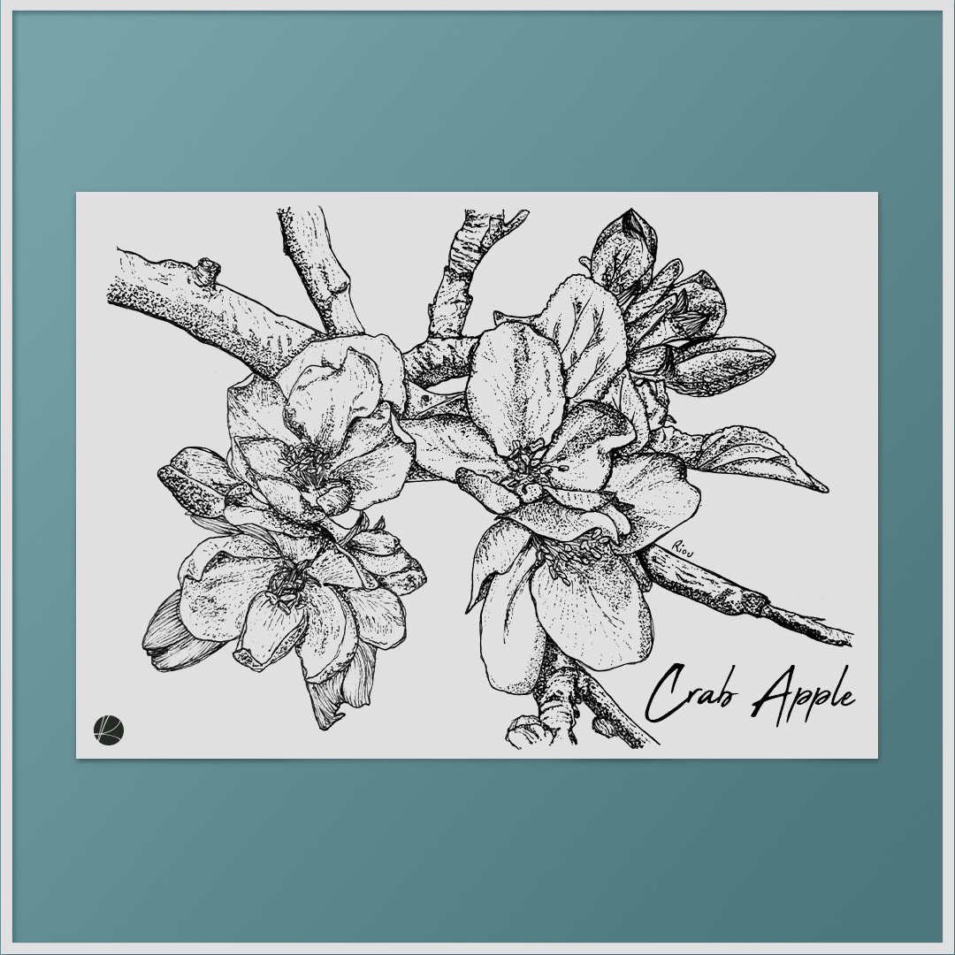 art bach botanical botanicalillustration drawingpen flower graphicdesigner ILLUSTRATION  Illustrator ink