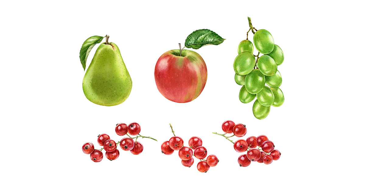 apple aquarelle berry botanical currant Food  Fruit grape Pear realistic