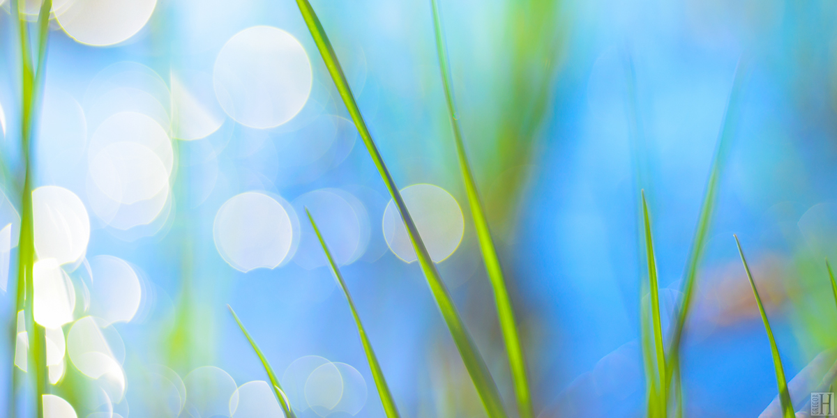Adobe Portfolio spring grass green fresh light bokeh reflection blue spirit Nature mood