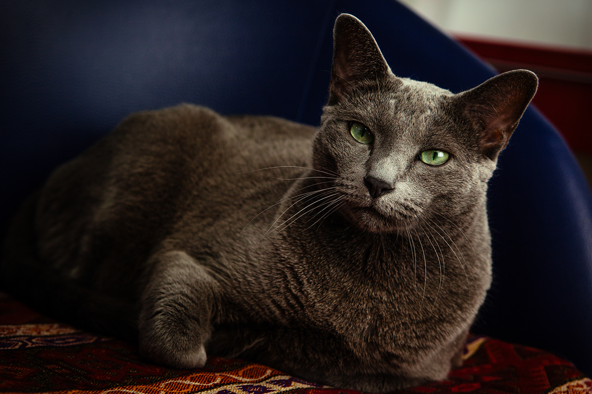 Cat russian blue  animal portrait
