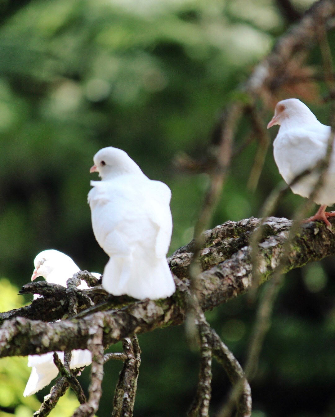 New Zealand birds Photography  Nature wildlife Finch dove