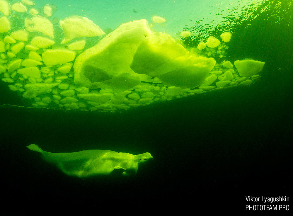 Russia underwater ice white sea