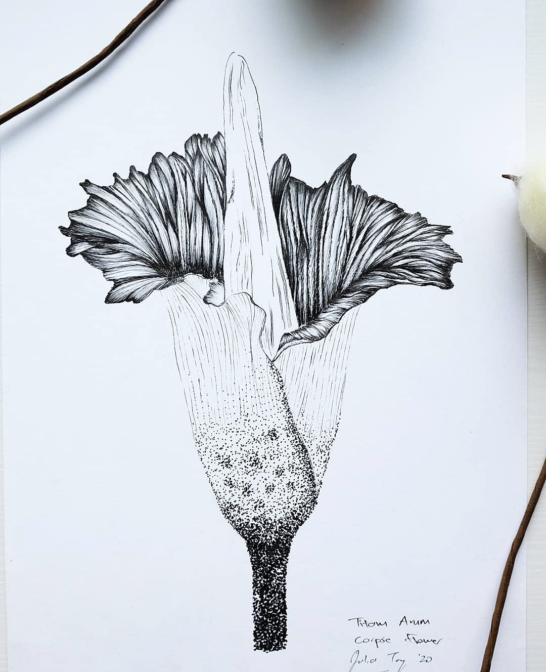 illustration of a corpse flower, a carnivorous plant found in southeast asia