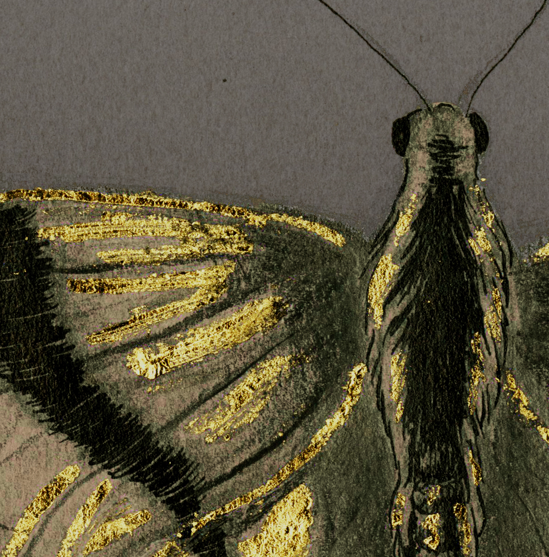 butterflies gold leaf gold yellow swallowtail io moth charcoal graphite Sumi ink Toned Paper