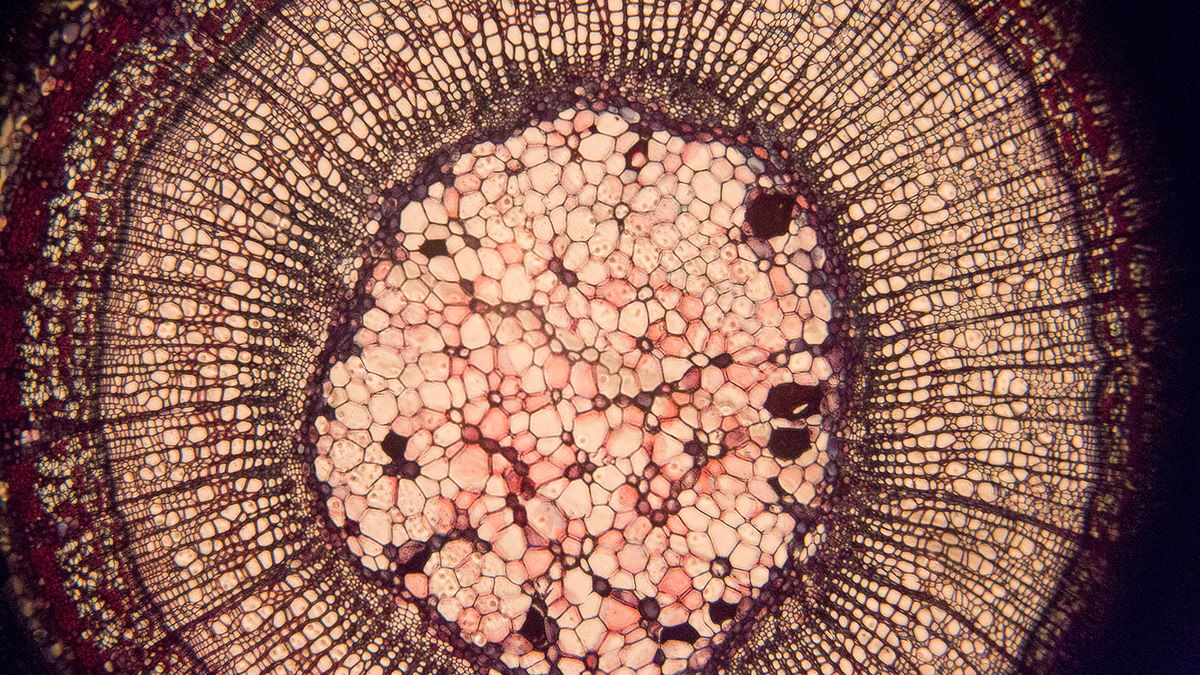 microscope BIO ART Botanicals micro