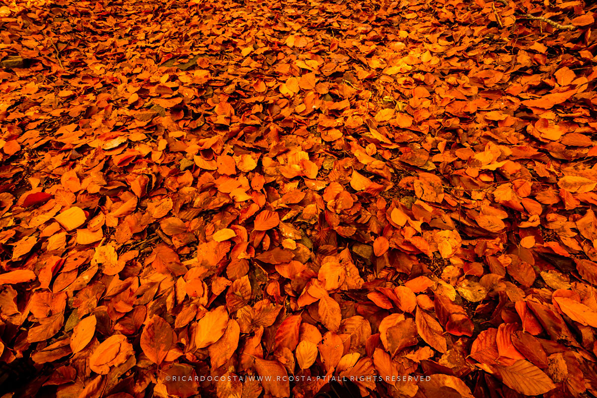 serradaestrela Portugal manteigas outono Fotografia Nikon places Landscape