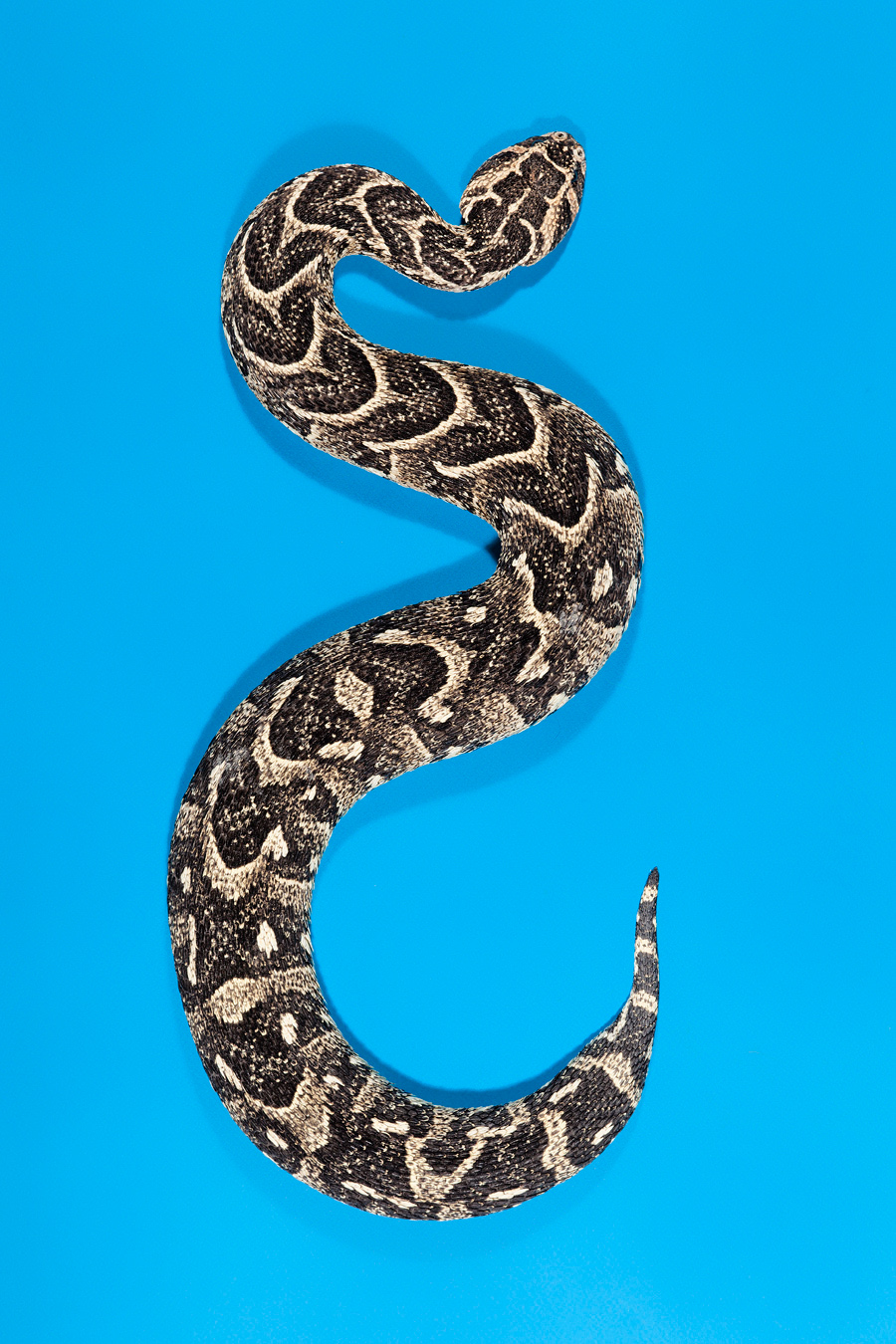 snakes Slitherstition Andrew McGibbon colour color superstition