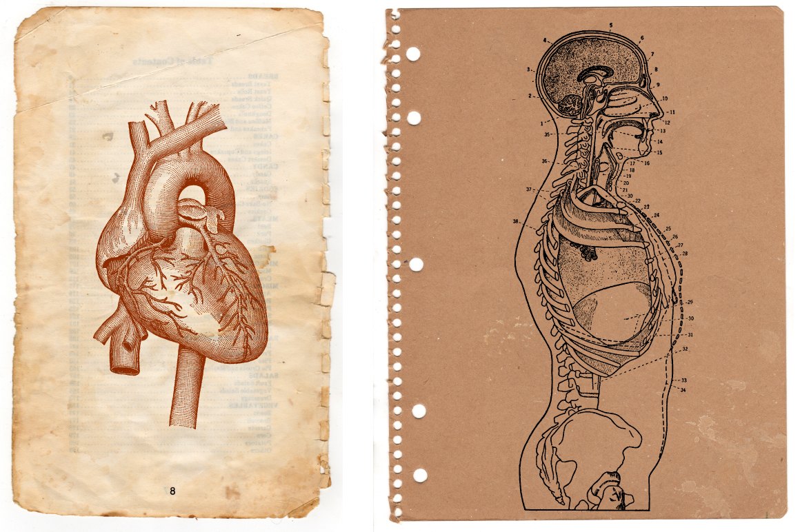 vector anatomy vintage medical diagrams human body organs skull skeleton bones heart hands feet lungs