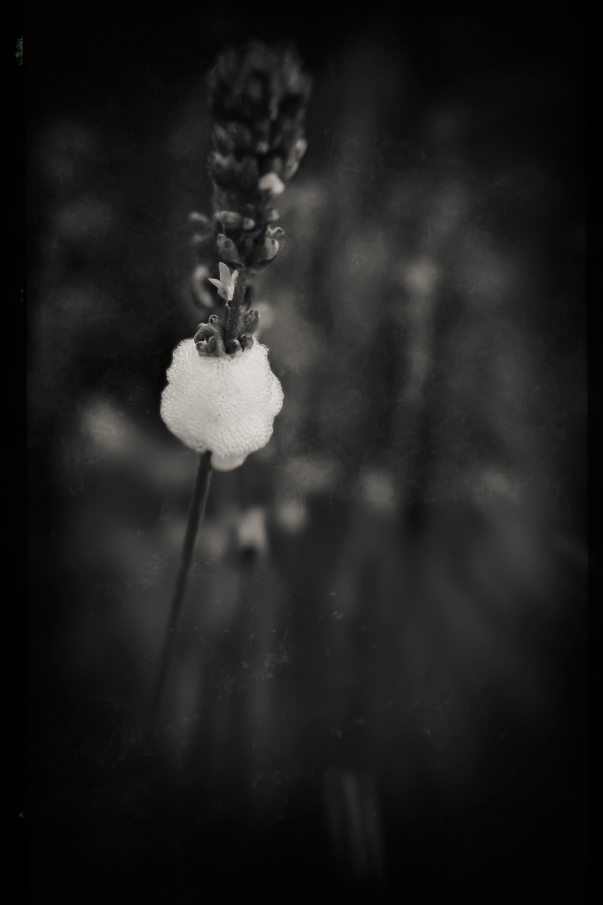 black and white time old flower dark garden