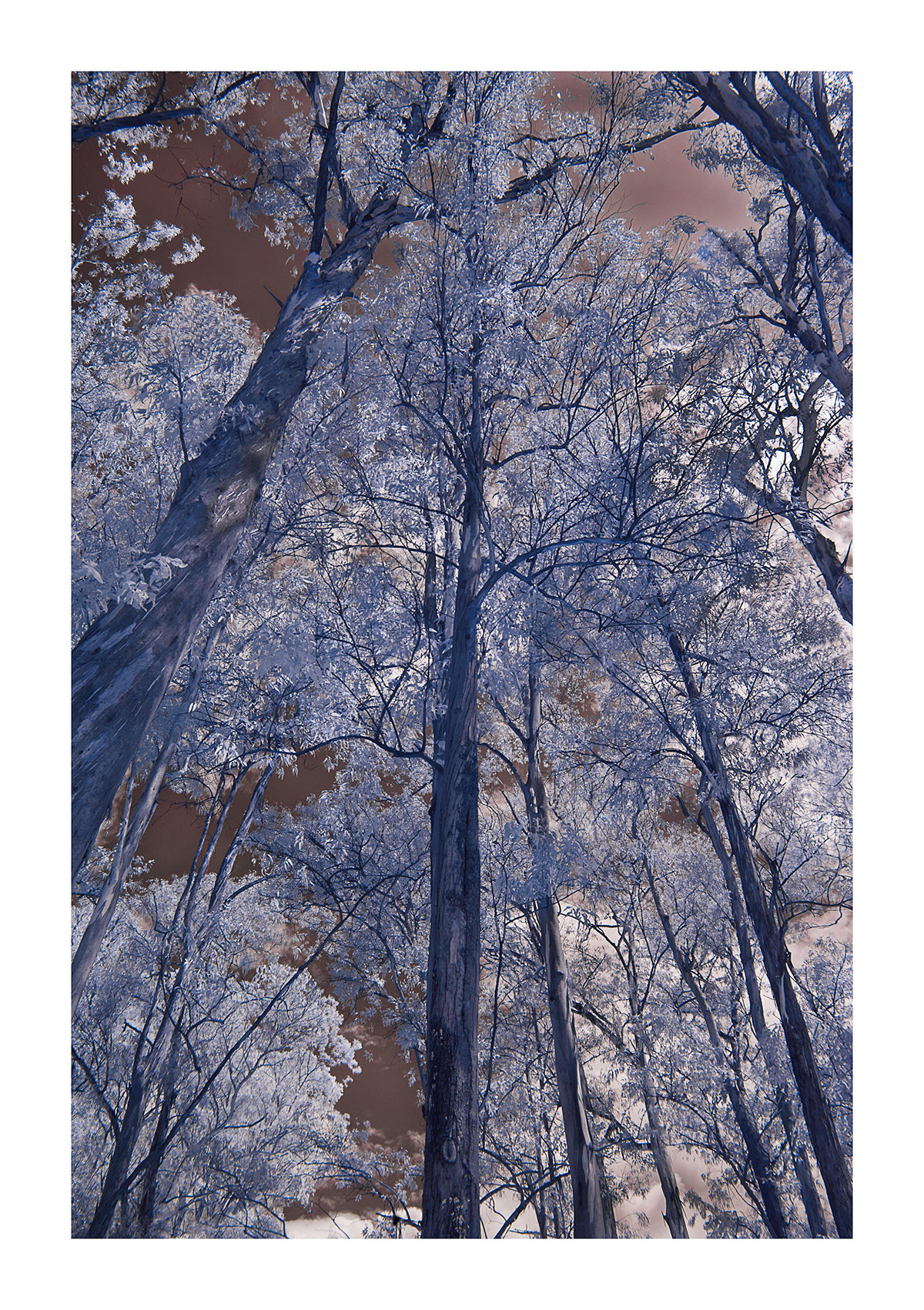 infrared trees Park blue