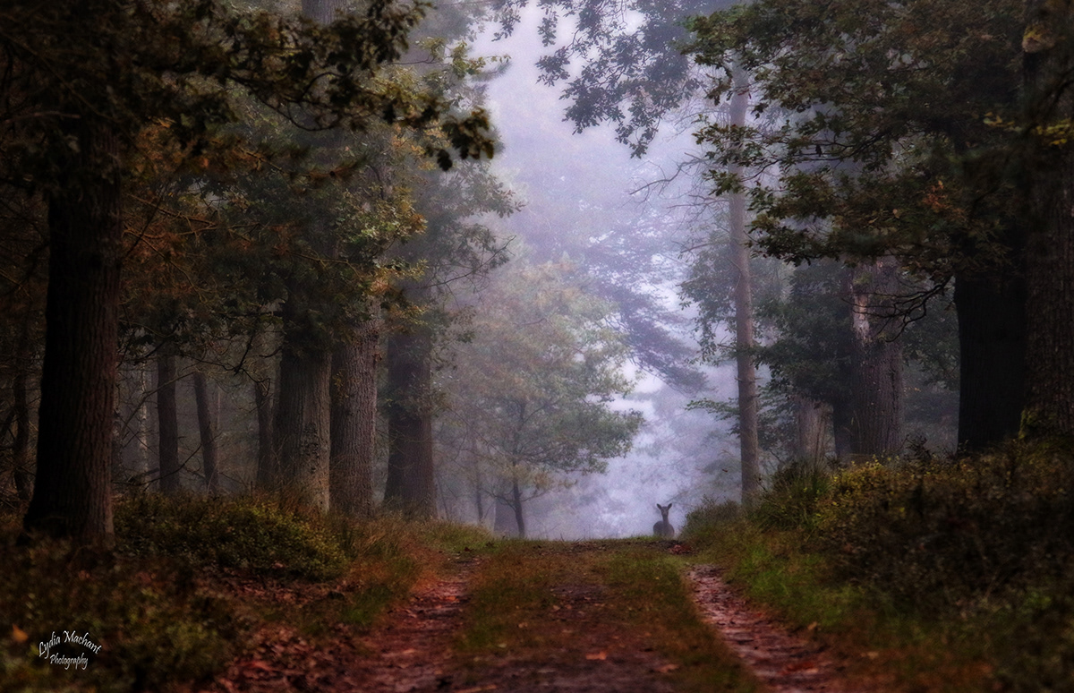 Nature wildlife Landscape forest trees mist fog Netherlands Eerbeek Lydia Machant