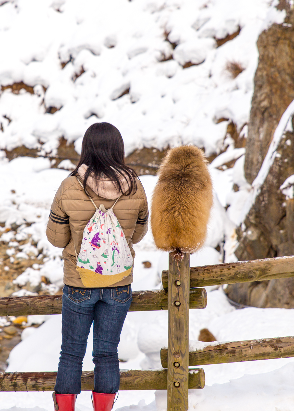 snow monkey Macques japan Japanese Macques Nagano snow tourism