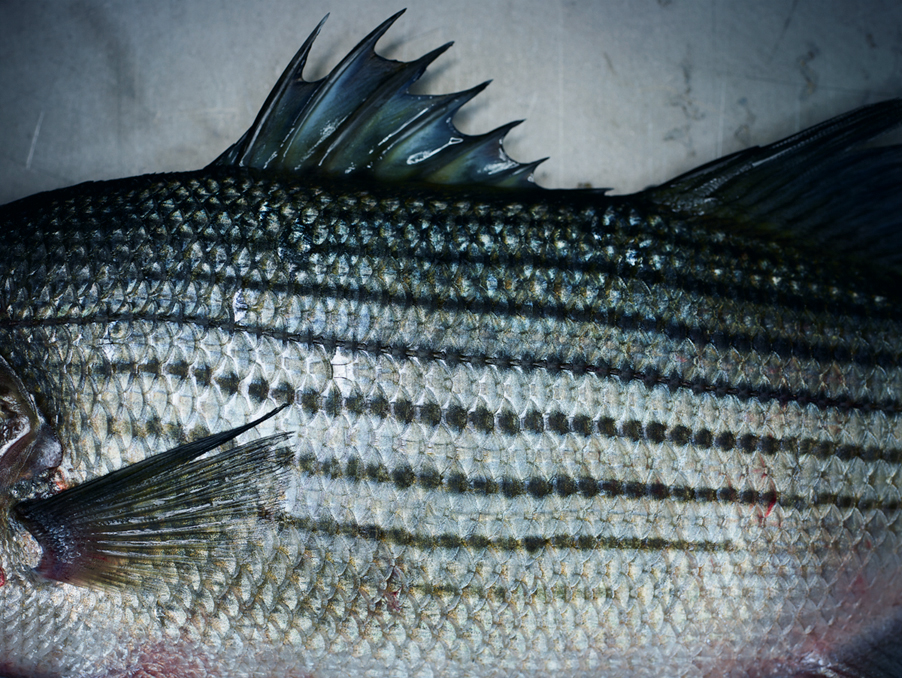 Adobe Portfolio fish recipe Food  Culinary personal research