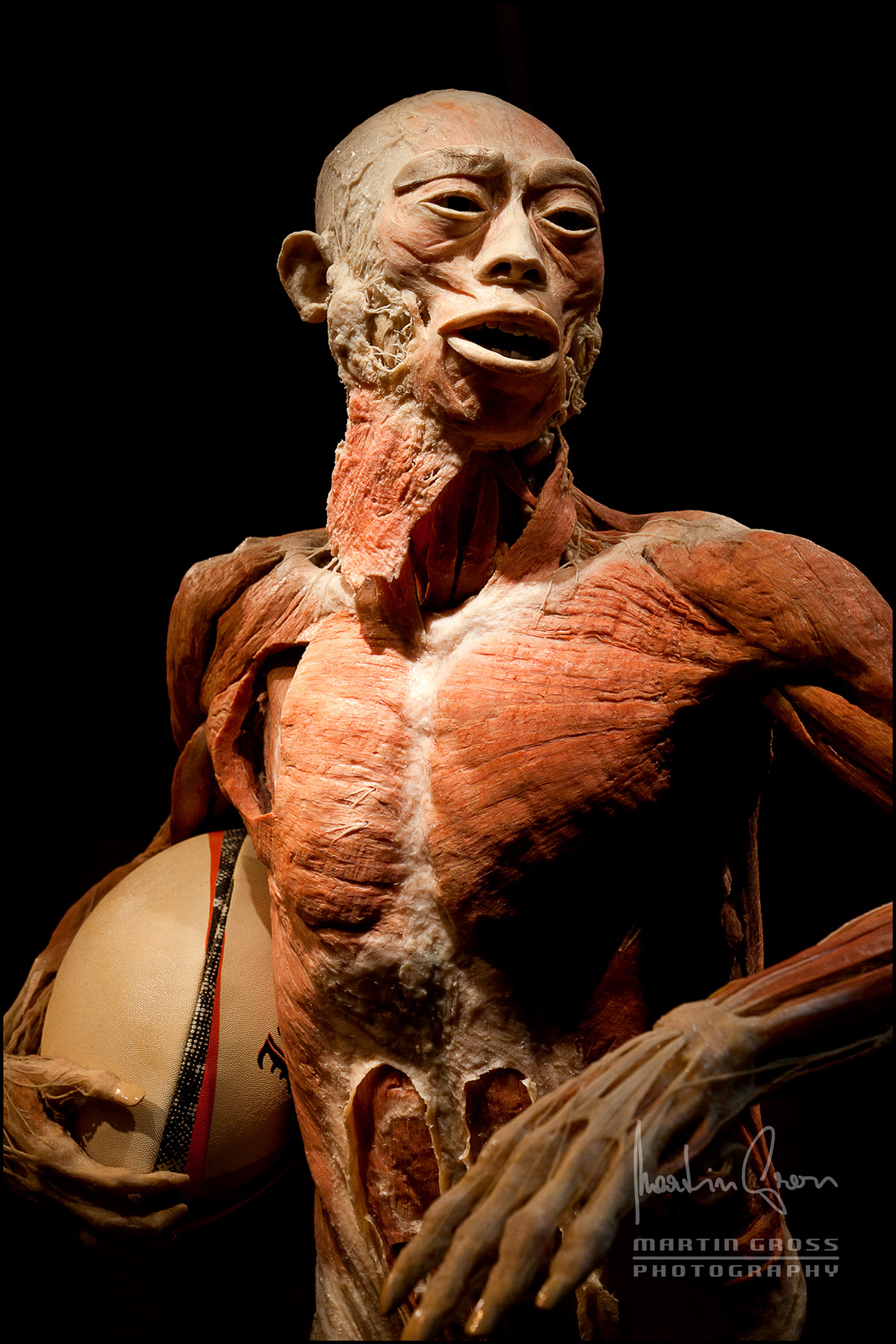 Plastination anatomy Human Body