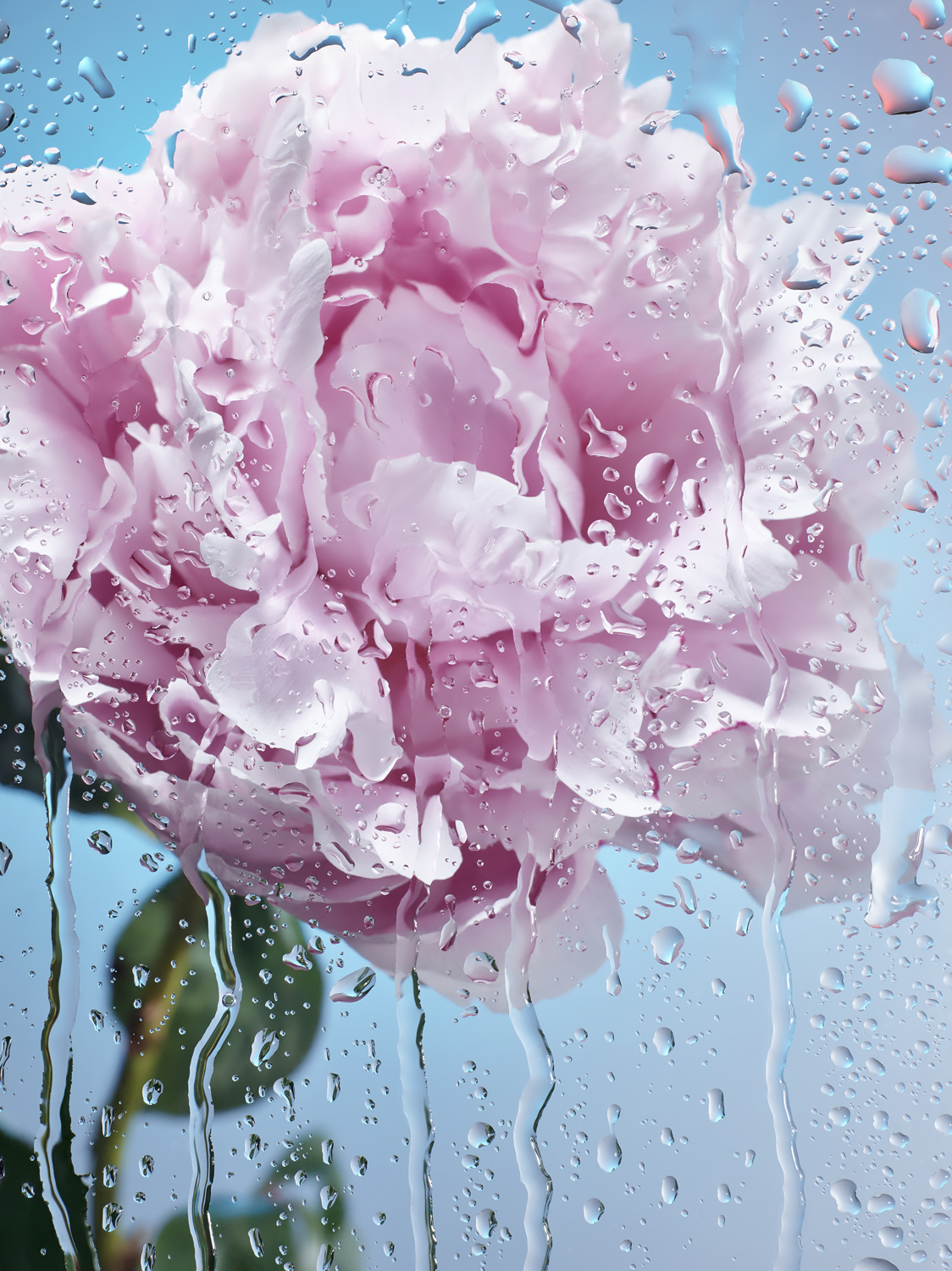 peonies rain Flowers blue pink water drops
