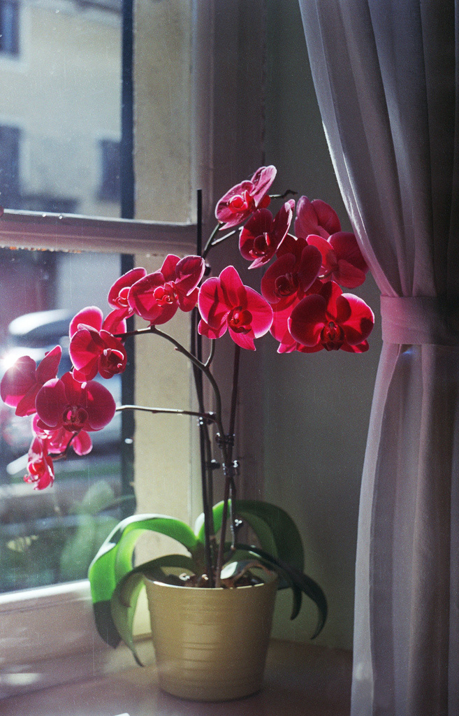 orchids orchidee orchid Orchidea fiori Flowers analog analgico zenit zenit EM Fuji Superia finest finestra Window