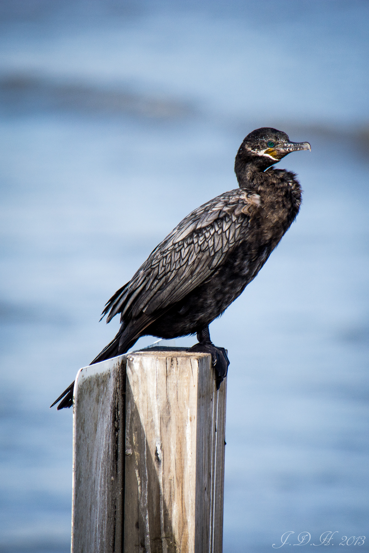 Delaware texas Galveston bear birds bird shorebirds cormorant egret heron seagull shoreline Ocean songbird