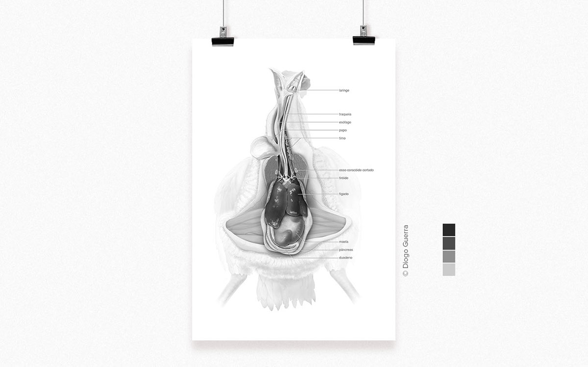 fish dissection head Necropsy veterinary medicine medicine anatomy Turtle rodent mouse organs heart stomach dog pathology