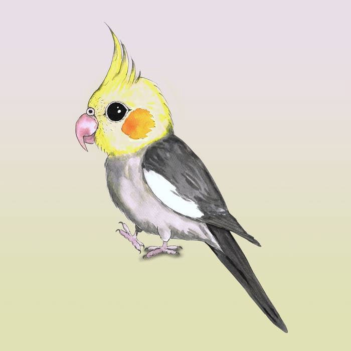 cute cockatiel watercolor parrot bird